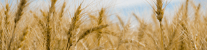 Close up of a wheat field - Quality in Global Trade