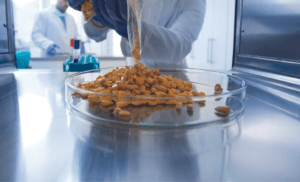 Chemist sorting sample of corn in Agricultural laboratory In Africa