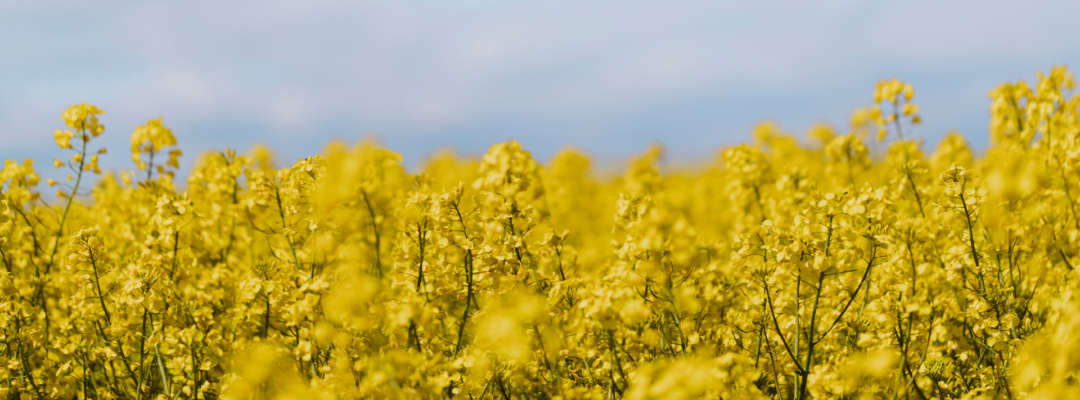 close up of Oilseed Rape Plants