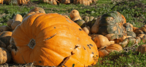 Halloween Waste - Pumpkin