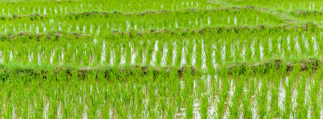 Close up image of rice paddock