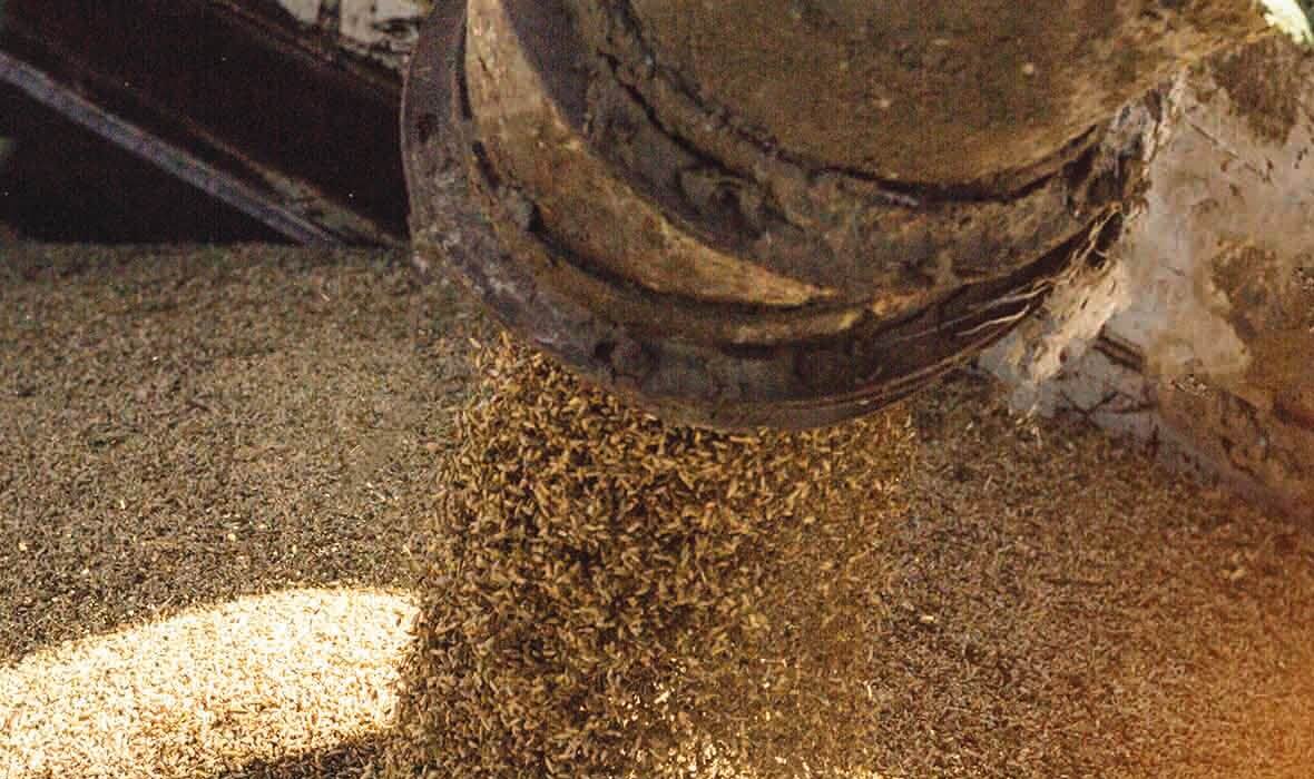 Agriculture Grain Quality