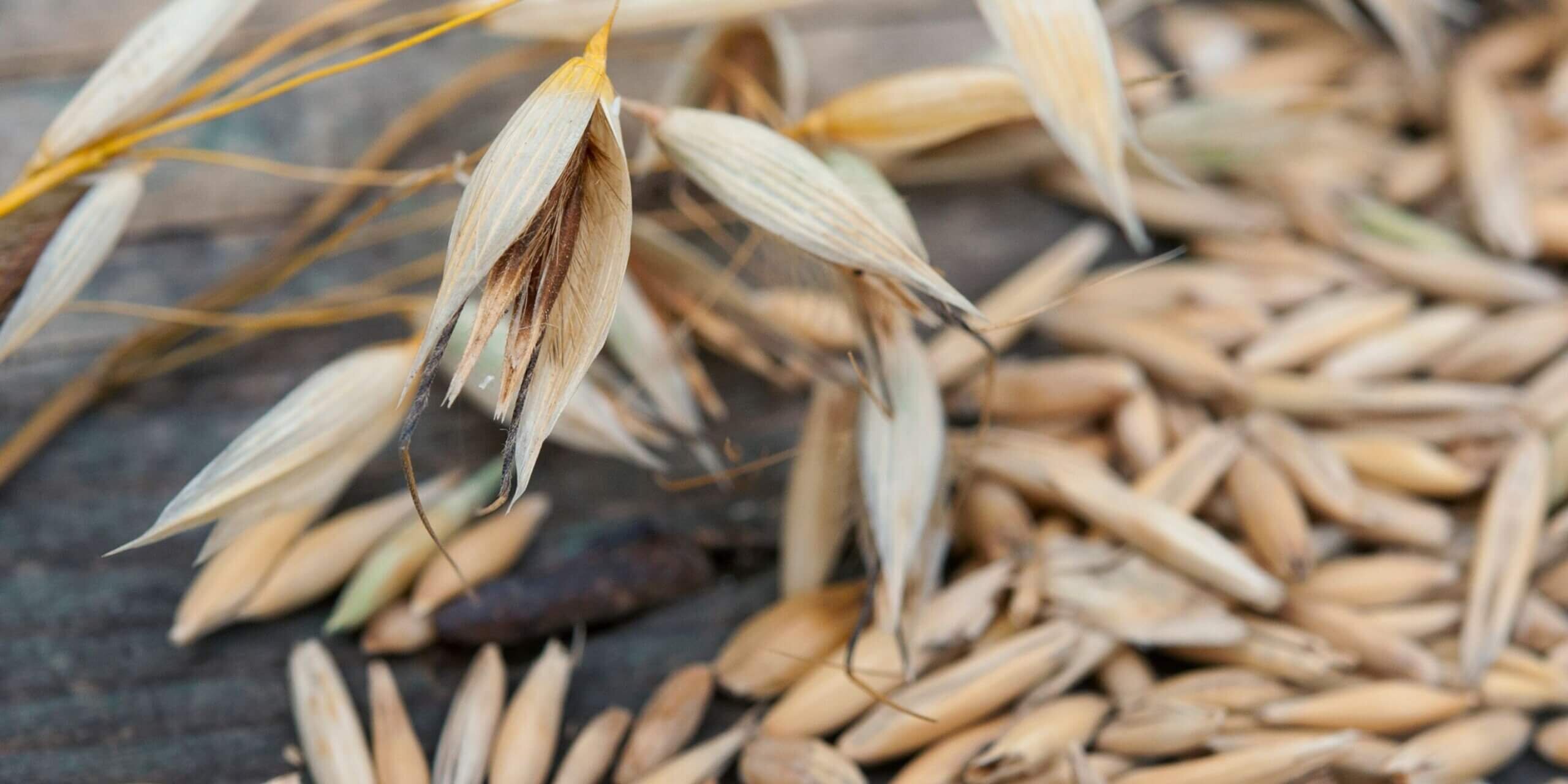 Close-up of grains and plant