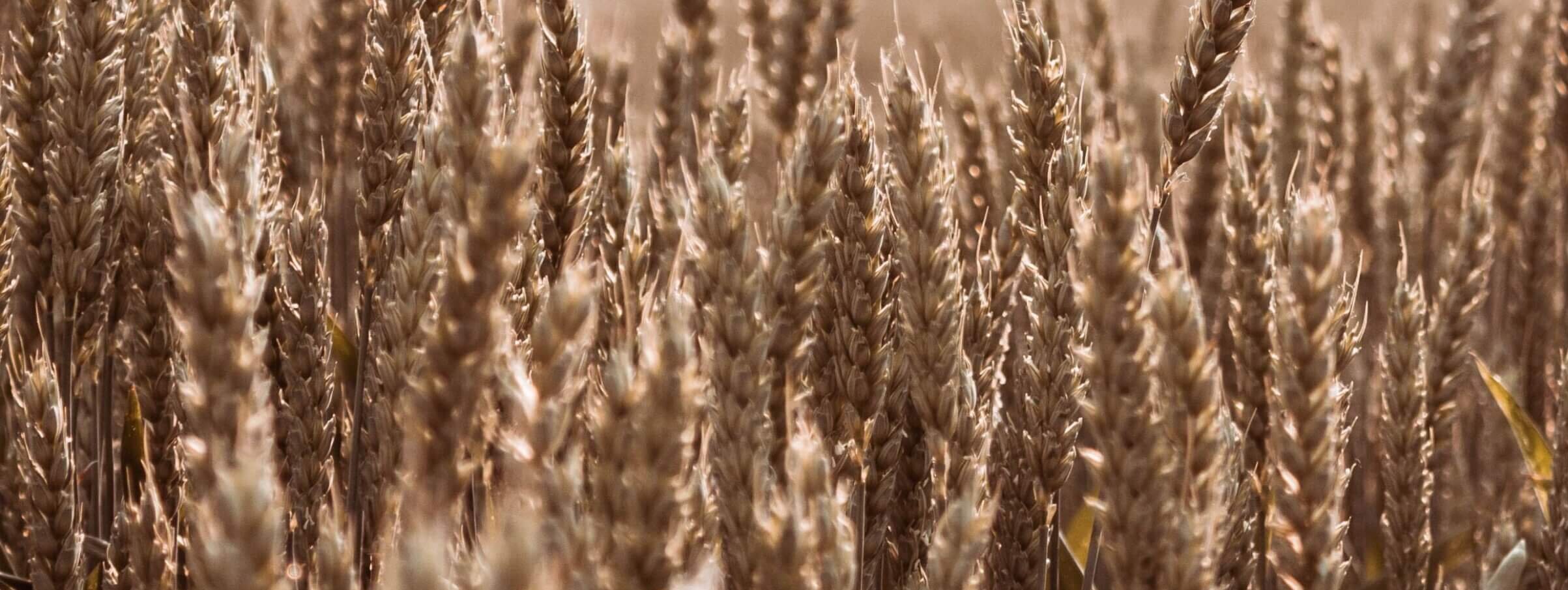 close-up of brown wheat field 